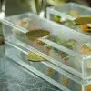 Japanese Style Bento Box - Specialty Serveware | MyGlassStudio