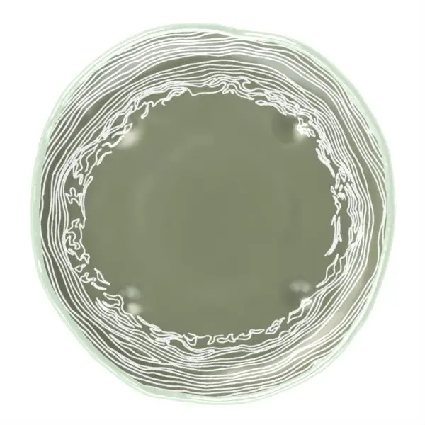 Appetizer Plate