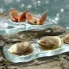 Oyster Tray - Image 5