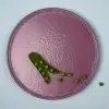 Appetizer Plate - Image 5
