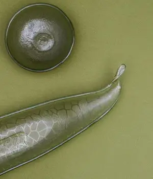 Fruit Bowl - Image 4